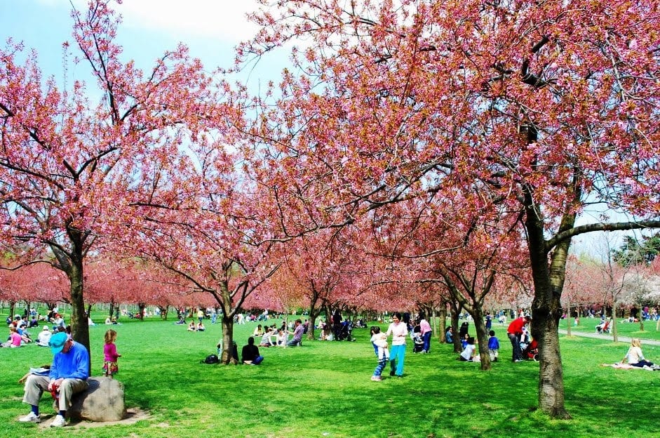 Jardim botânico do Brooklyn em Nova York