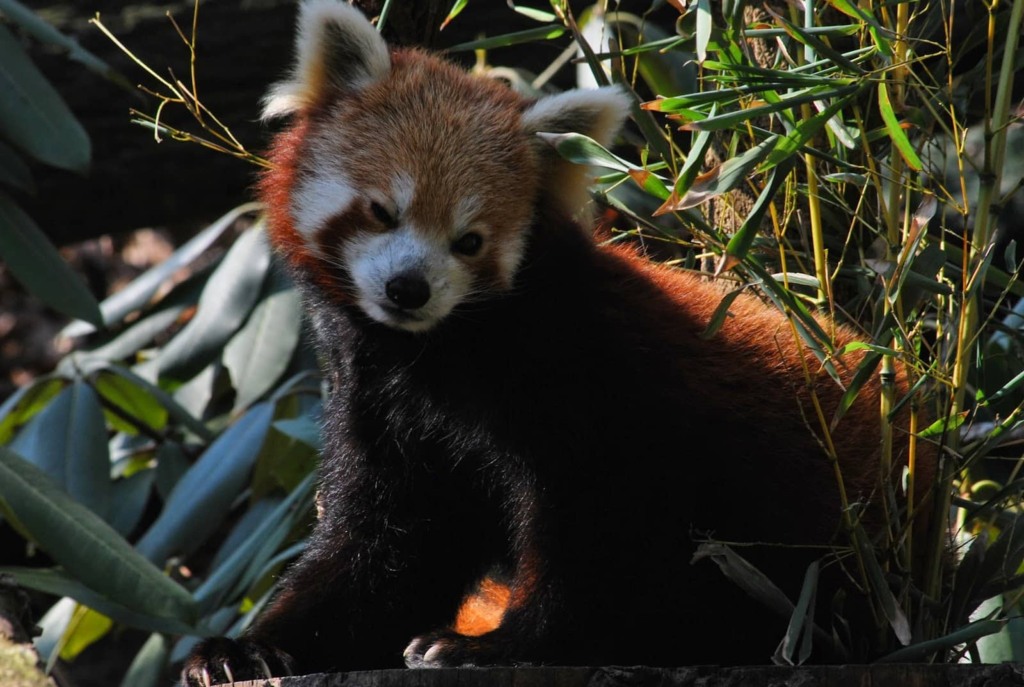 principais zoológicos de Nova York