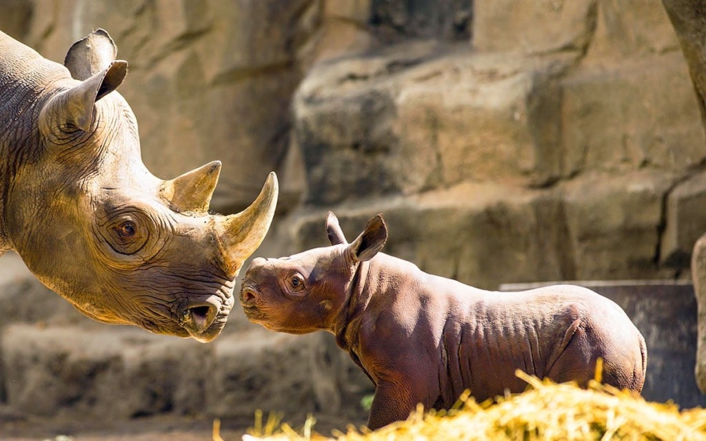 O que ver no Zoológico Lincoln Park Zoo