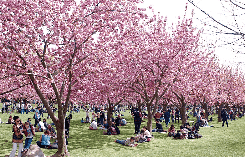 Jardim Botânico do Brooklyn em Nova York