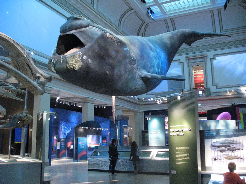 Ingressos do Museu de História Natural de Nova York