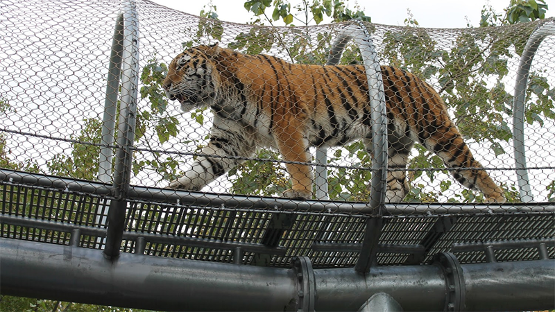 Zoológico da Filadélfia - Big Cat Falls