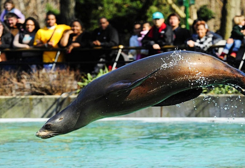 Foca no Zoológico do Bronx em Nova York