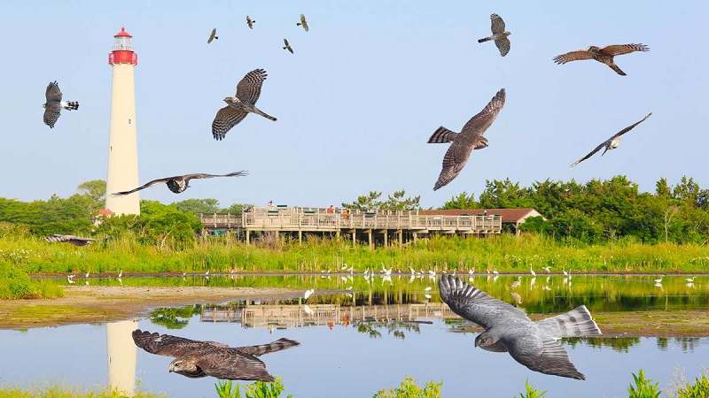 Aves vistas da cidade de Cape May em Nova Jersey