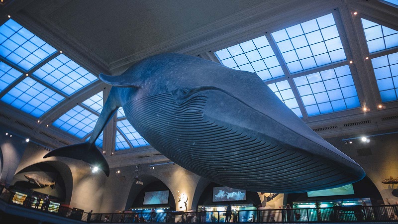 Museu da História Natural em Nova York