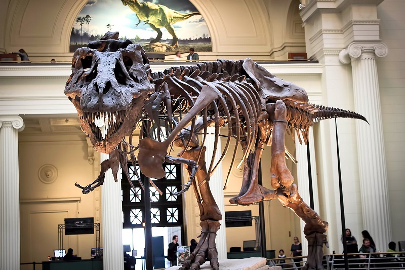 Museu Field Museum of National History em Chicago