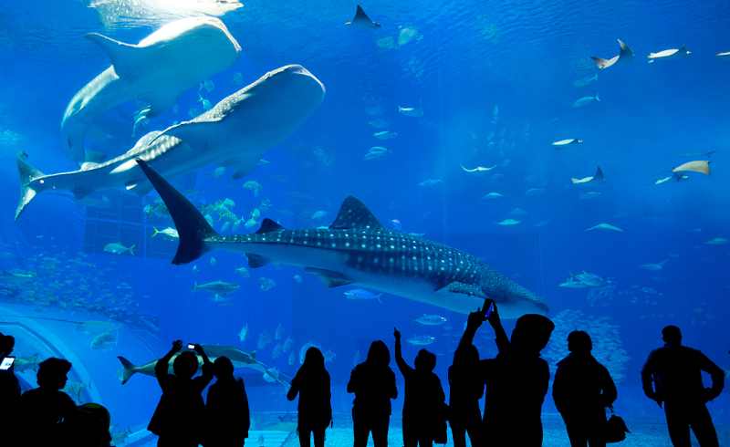 Shedd Aquarium em Chicago