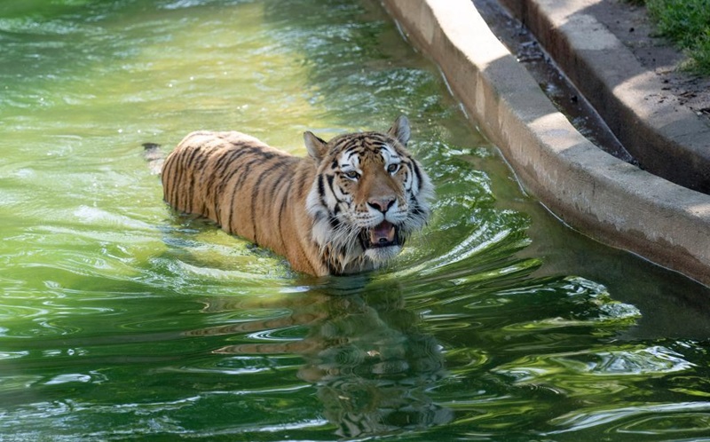 Tigre no zoológico National Zoo em Washington