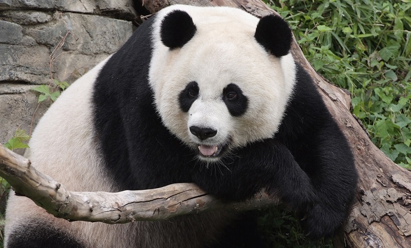 Panda-gigante no zoológico National Zoo em Washington